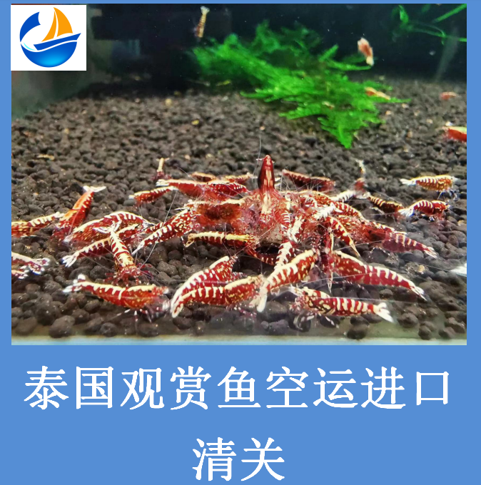 泰國觀賞魚進口清關.png