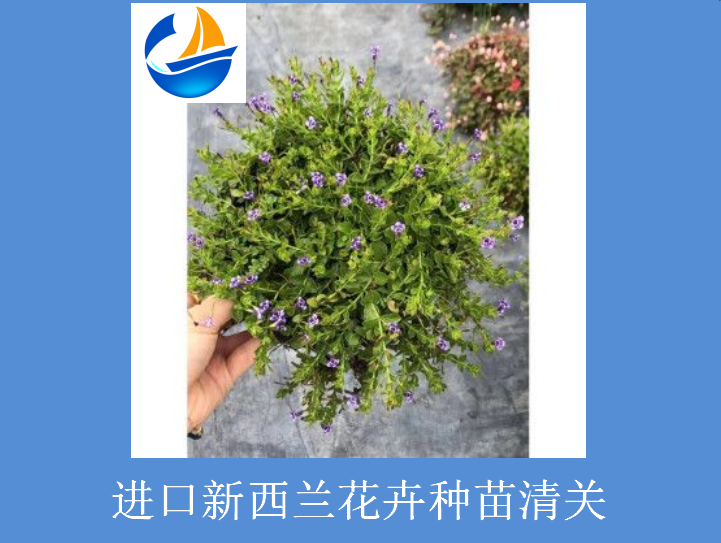 進口新西蘭花卉種苗清關.png