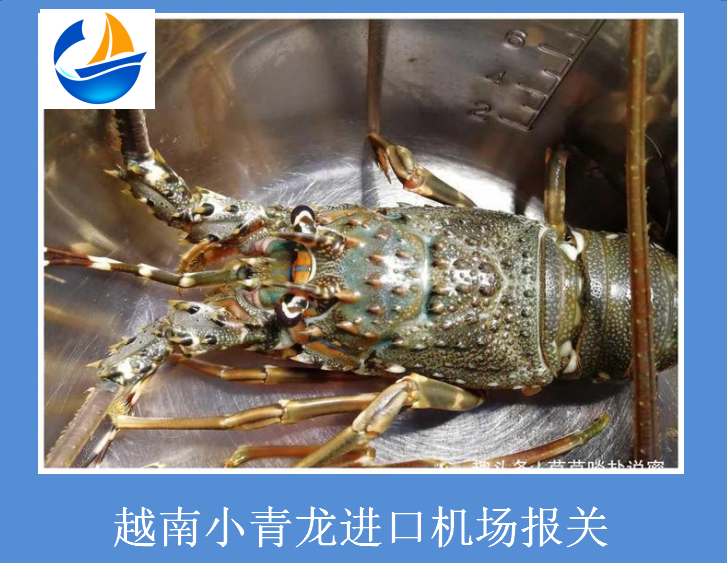 越南小青龍進口機場報關.png